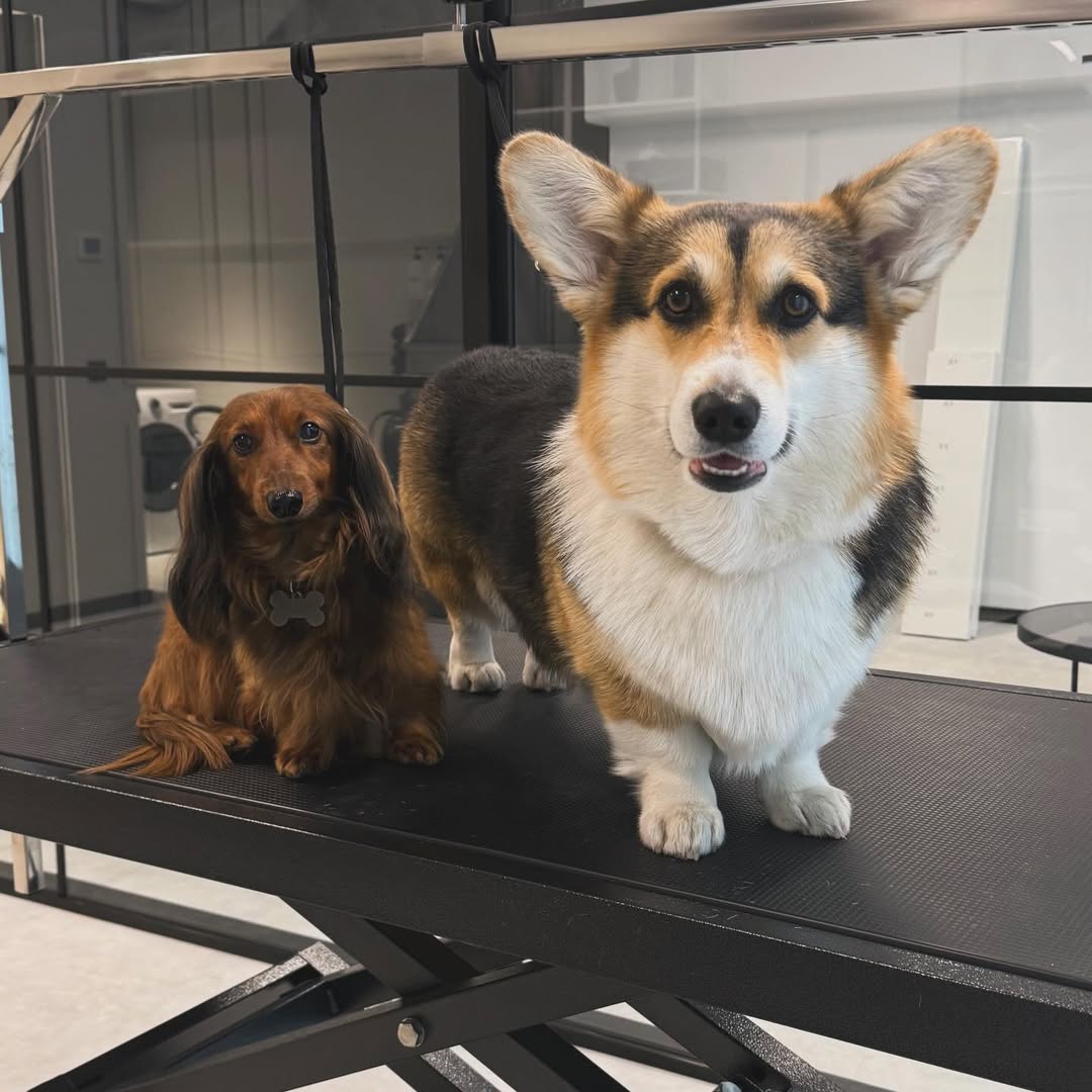 Питомцы в студии